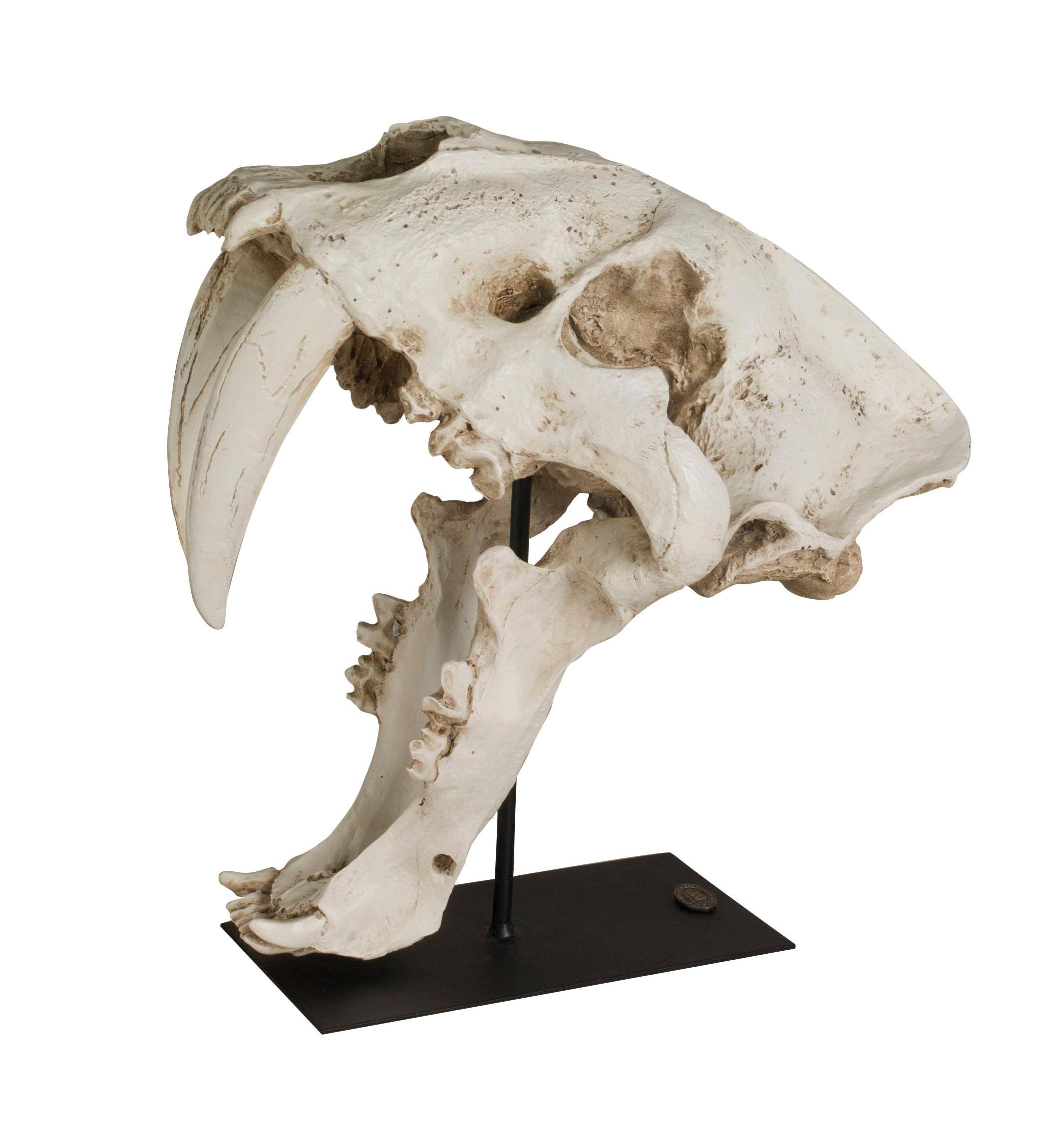 Sabertooth Skull J415535