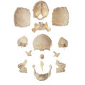 Disarticulated Human Skull S66466