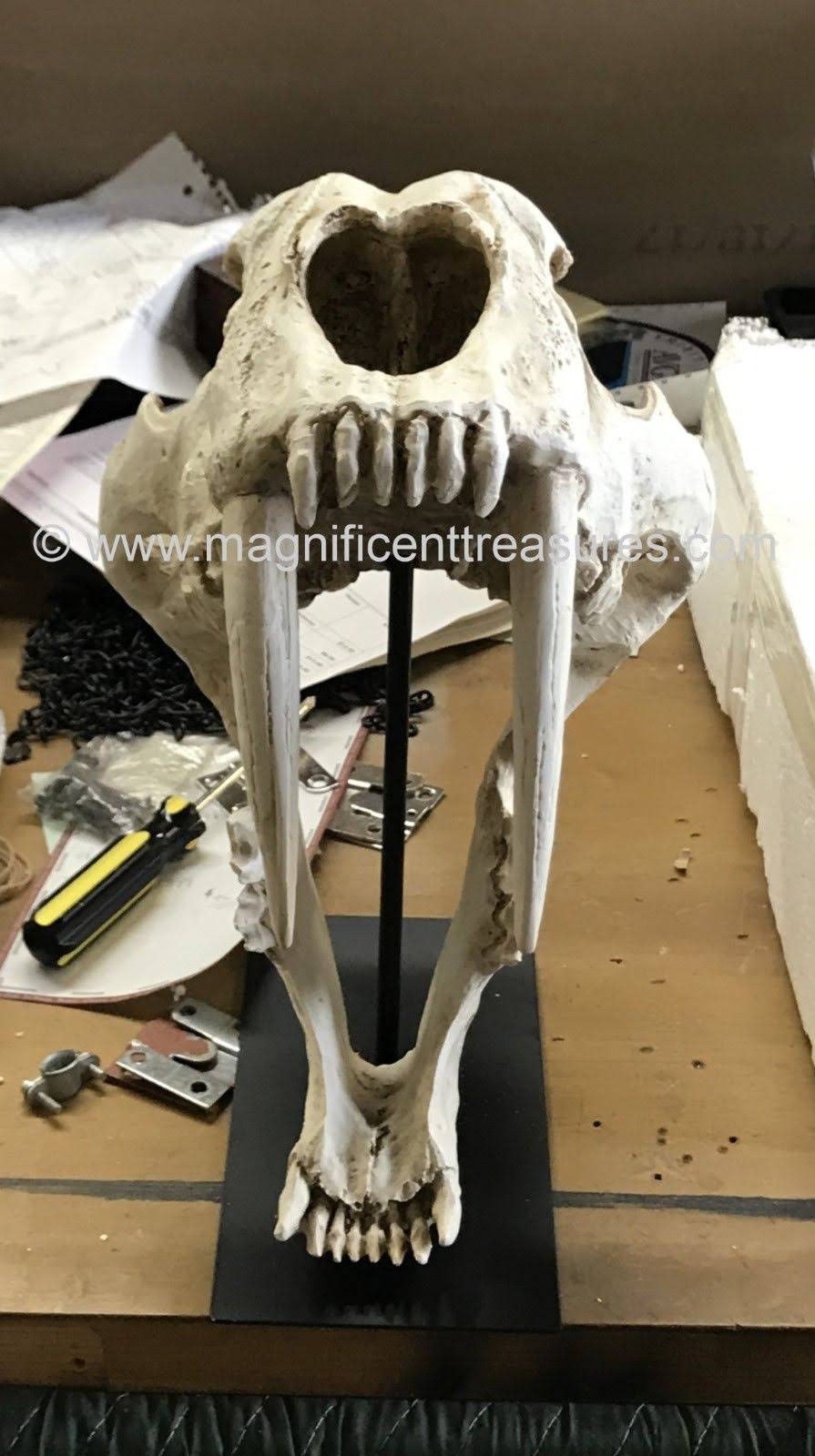 Sabertooth Skull J415535