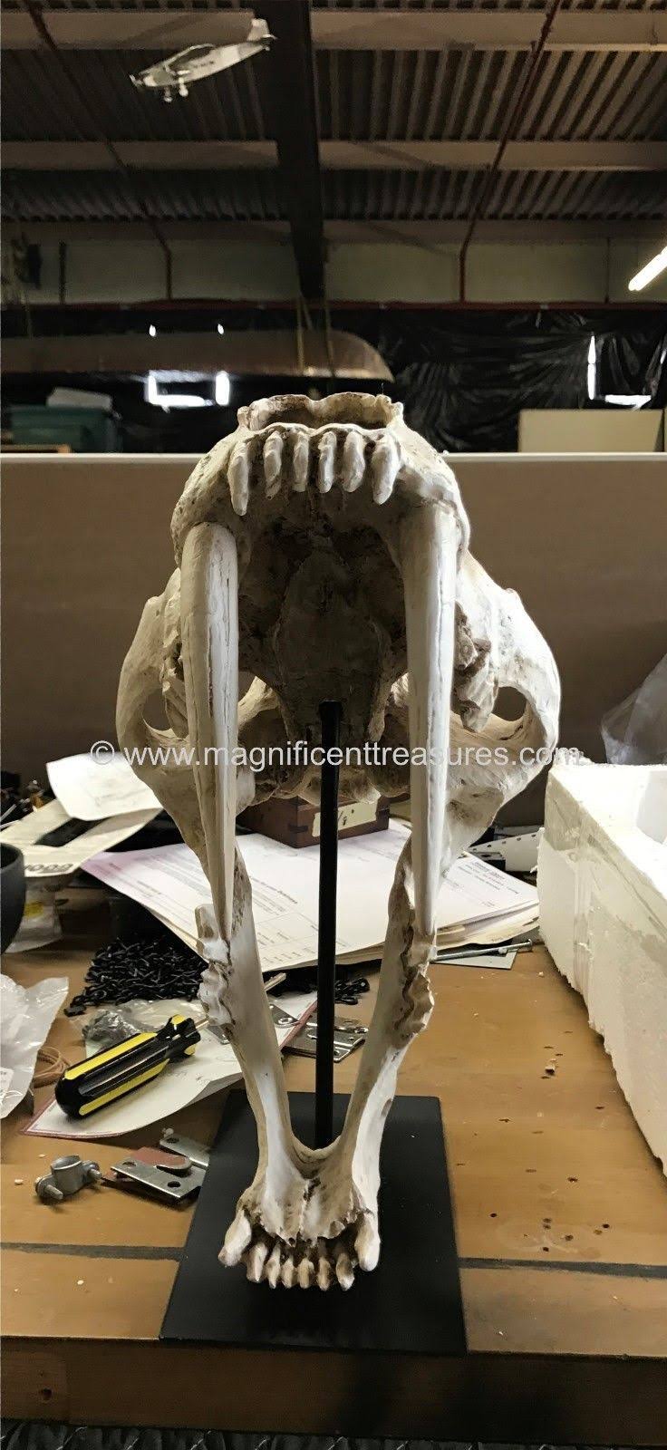 Sabertooth Skull J415535