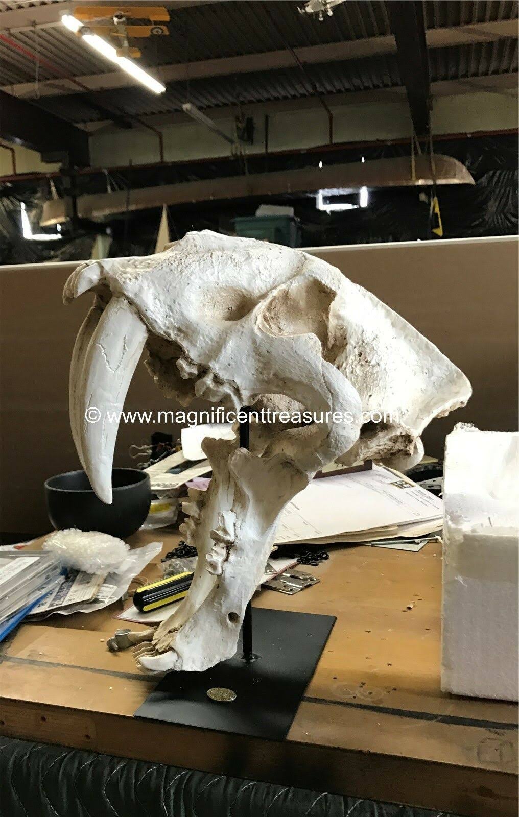 Sabertooth Skull J415535