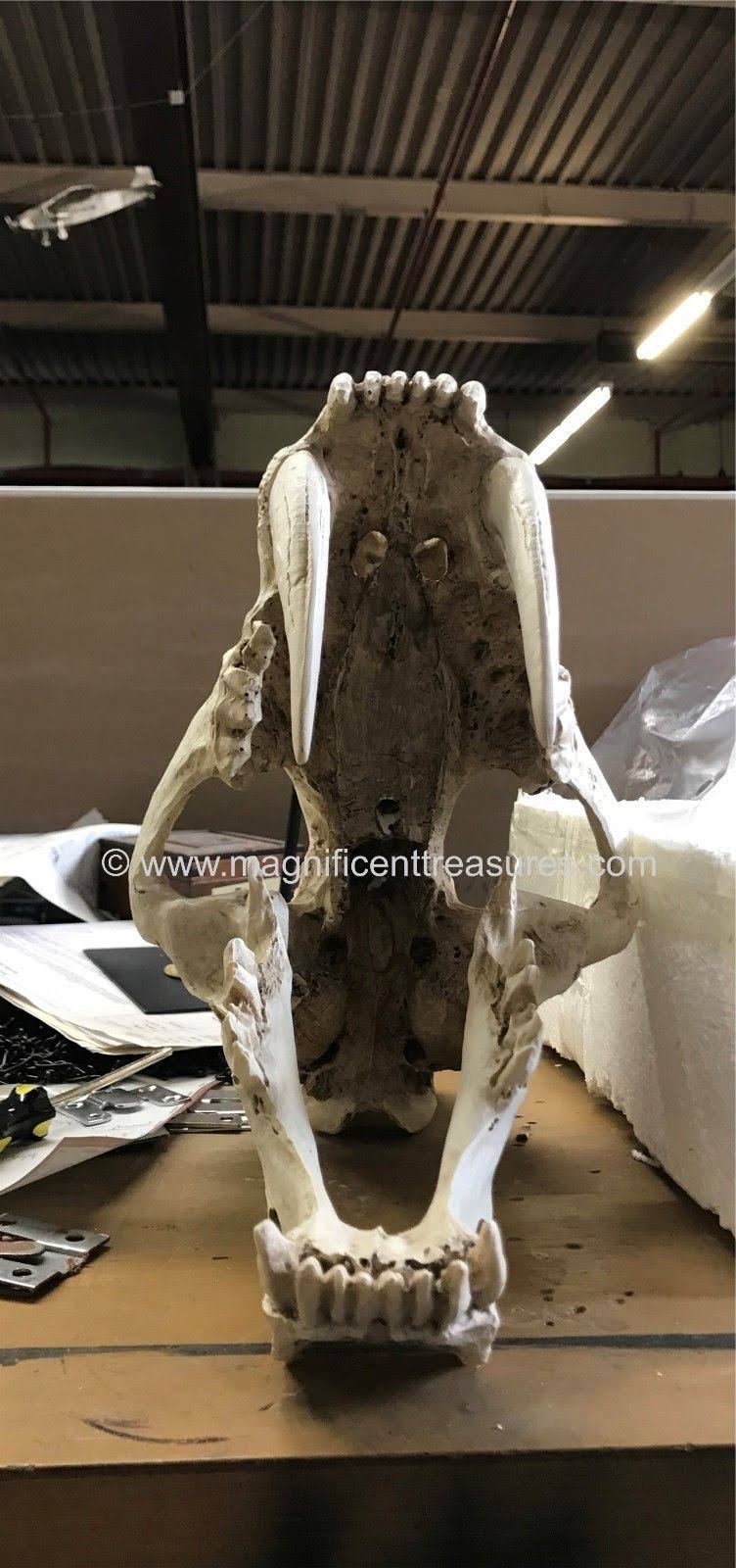 Sabertooth Skull J415535